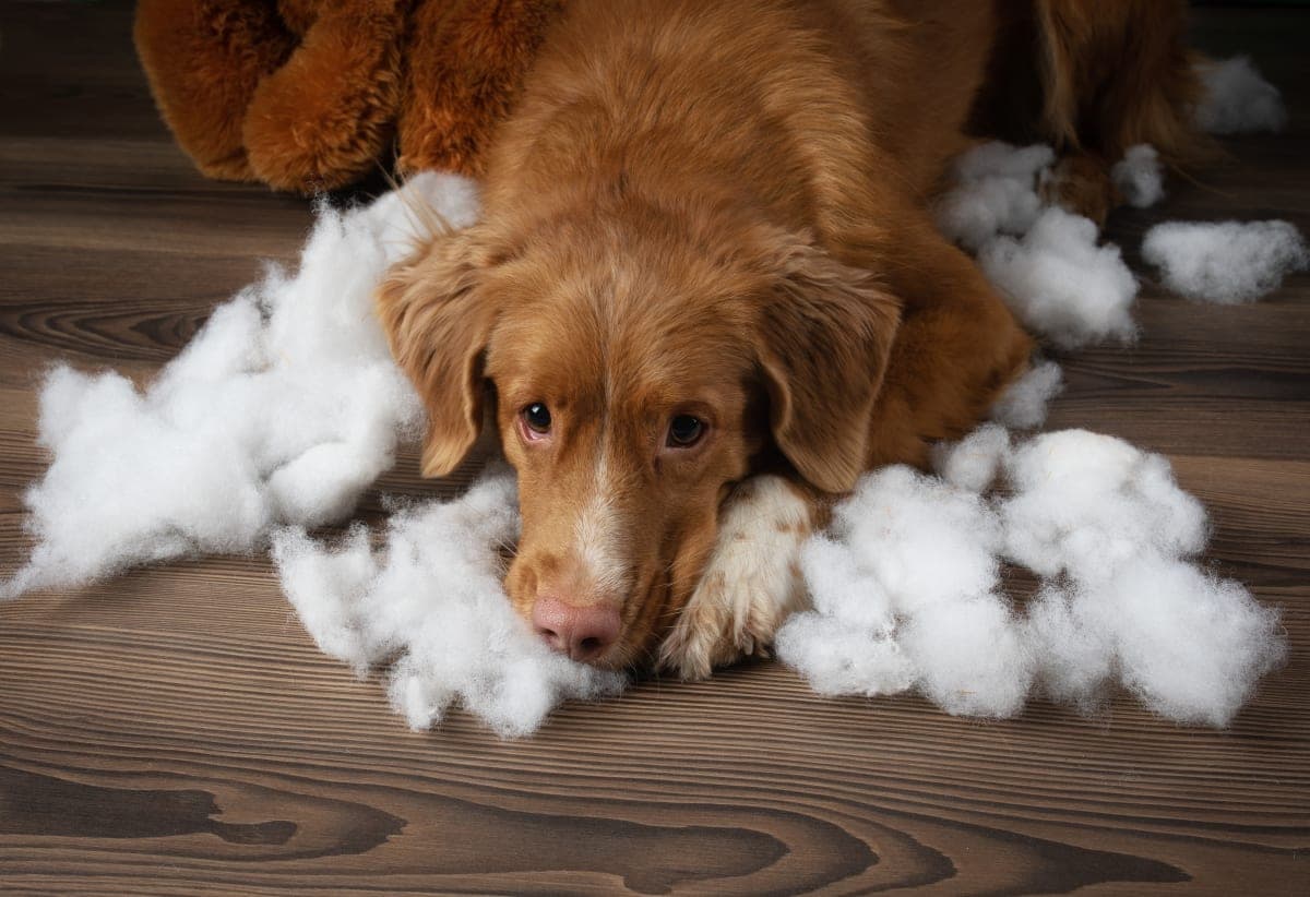 Heimlich Maneuver For Dogs Who Are Choking Heimlich Maneuver For Dogs Who Are Choking