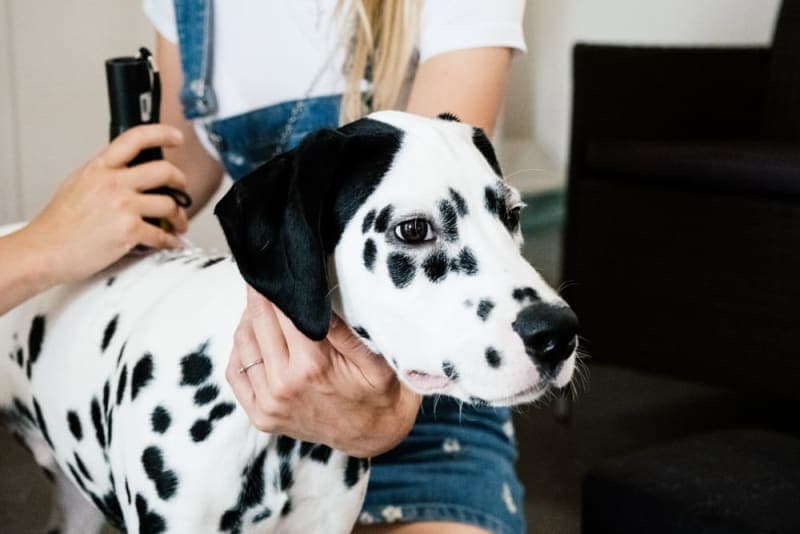 Benefits of Cold Laser Therapy For Dogs Benefits of Cold Laser Therapy For Dogs