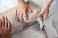 ACL in Dogs ACL in Dogs