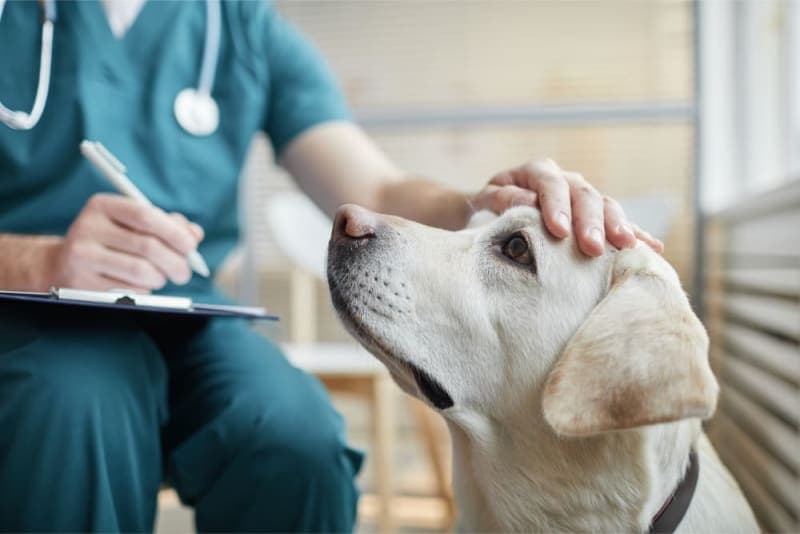 How Often Do You Take a Dog to the Vet? How Often Do You Take a Dog to the Vet?