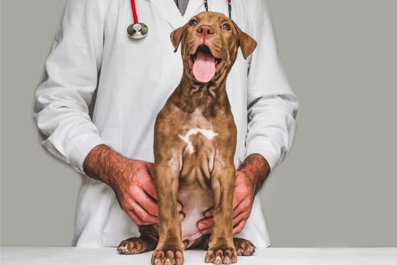 Understanding Blood Tests for Dogs Understanding Blood Tests for Dogs