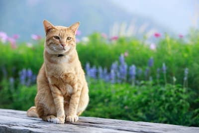 Gingivitis in Cats - What It Is & How It's Treated Gingivitis in Cats - What It Is & How It's Treated