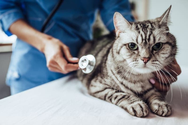 How to Tell If Your Cat is Sick: Signs & Symptoms How to Tell If Your Cat is Sick: Signs & Symptoms