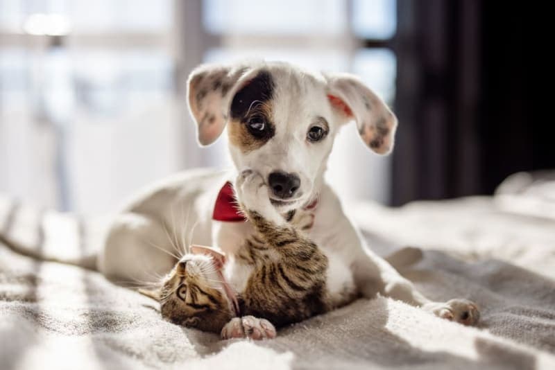 Puppy & Kitten: Are They a Good Match? Puppy & Kitten: Are They a Good Match?