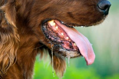 Drooling in Dogs: Why They Do it & What to Do Drooling in Dogs: Why They Do it & What to Do