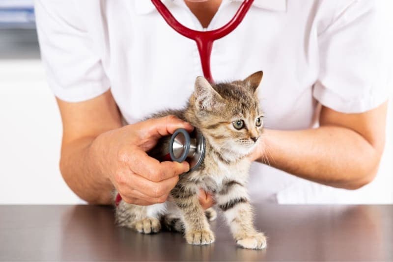 Cat Vaccination Schedule Cat Vaccination Schedule