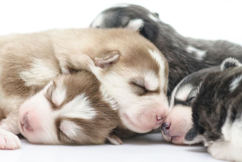 Your Guide to C-Sections in Dogs Your Guide to C-Sections in Dogs