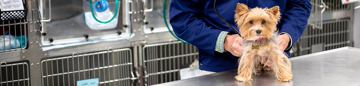 South Wilton Veterinary Group South Wilton Veterinary Group