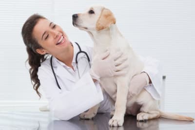 Puppy Vaccination Schedule Puppy Vaccination Schedule