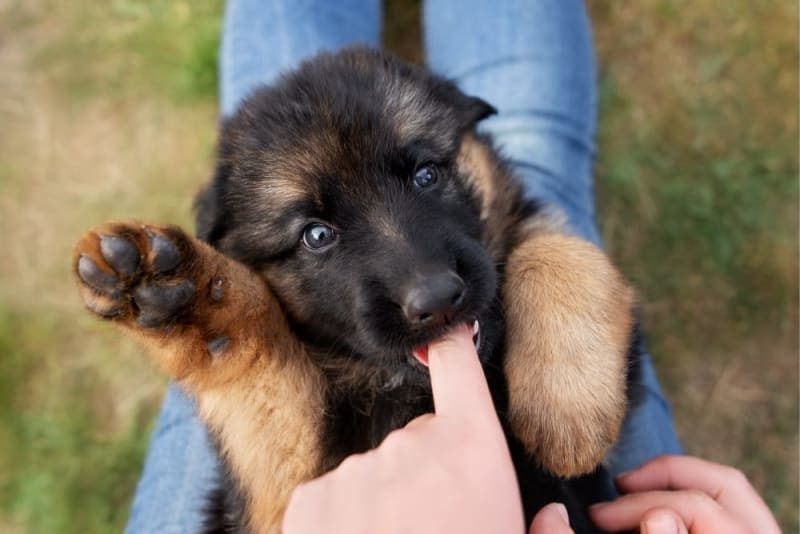 Teething Puppies: Tips & Tricks Teething Puppies: Tips & Tricks
