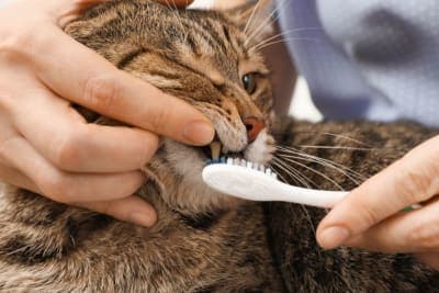 Stomatitis in Cats: Everything You Should Know Stomatitis in Cats: Everything You Should Know