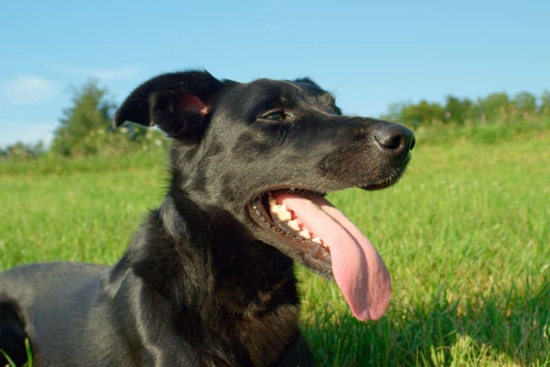 Why does my dog's breath smell so bad? Why does my dog's breath smell so bad?