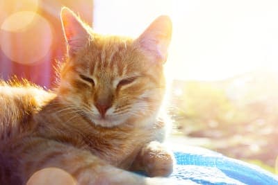 Heatstroke in Cats - Prevention, Signs & Treatment Heatstroke in Cats - Prevention, Signs & Treatment