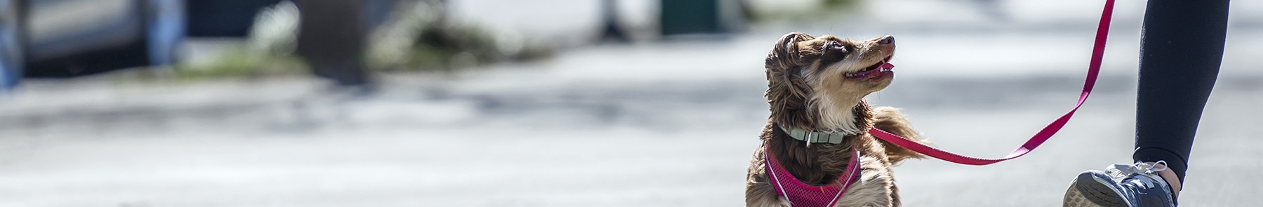 thomasville-veterinary-hospital-banner-3 thomasville-veterinary-hospital-banner-3