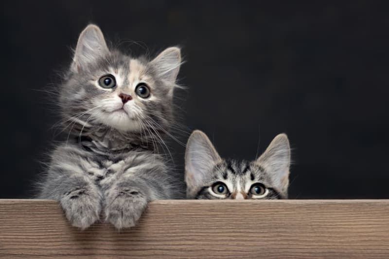 When Should I Take My Kitten's to their First Veterinary Visits? When Should I Take My Kitten's to their First Veterinary Visits?