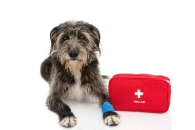 Pet First Aid Guide: How to Give Pets First Aid Pet First Aid Guide: How to Give Pets First Aid