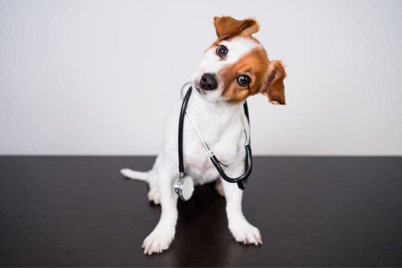Understanding Blood Tests for Dogs Understanding Blood Tests for Dogs