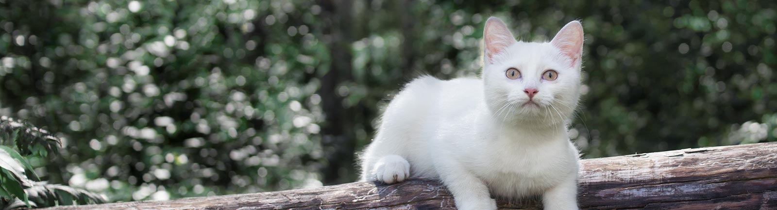 Aerowood Animal Hospital in Bellevue About us hero Aerowood Animal Hospital in Bellevue About us hero