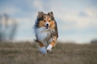 Lyme Disease in Dogs—Treatment & Symptoms to Watch For Lyme Disease in Dogs—Treatment & Symptoms to Watch For