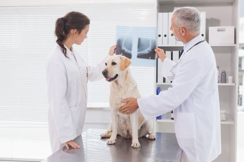 X-rays For Dogs X-rays For Dogs