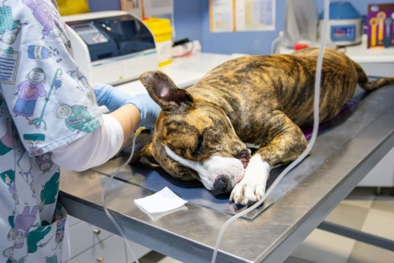 Dog Recovering From Surgery Dog Recovering From Surgery