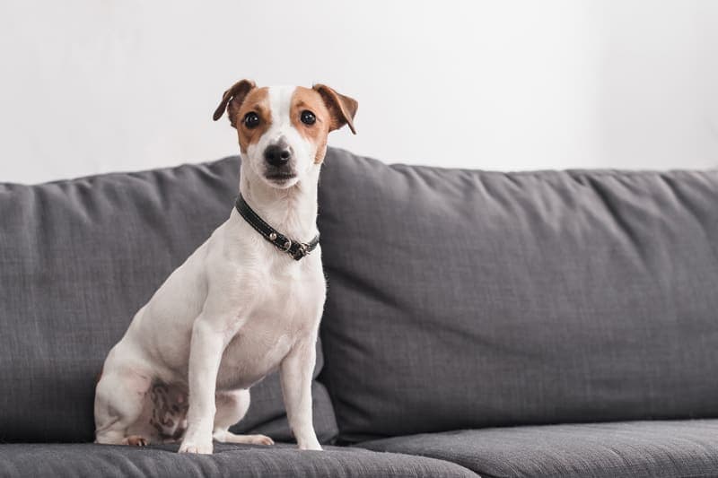 FHO Surgery For Dogs—What It Is & What It Costs FHO Surgery For Dogs—What It Is & What It Costs