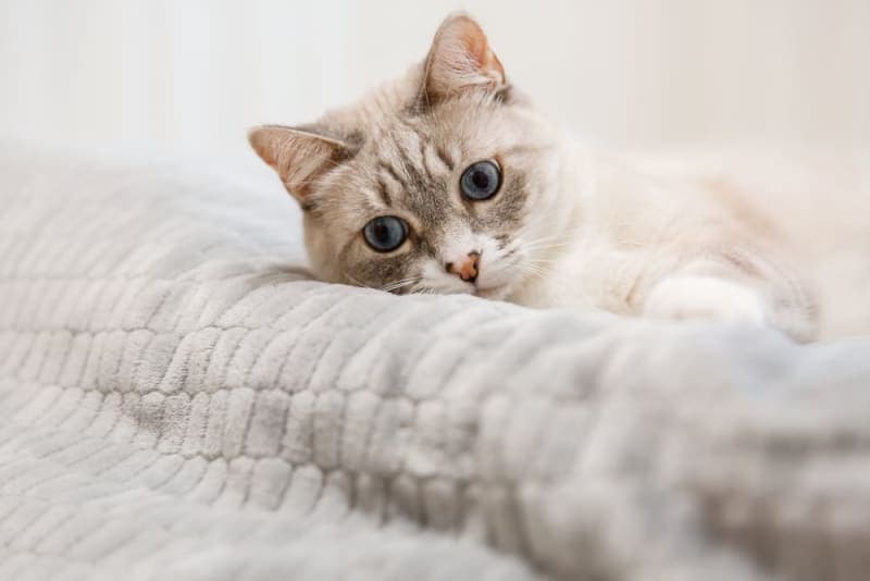 Should I get my indoor cat vaccinated? Should I get my indoor cat vaccinated?