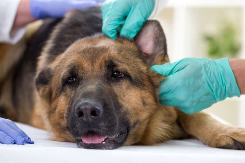 Bleeding Ears in Dogs: Causes & Treatment Bleeding Ears in Dogs: Causes & Treatment