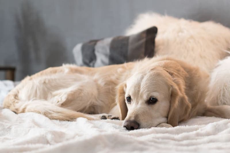 The Most Common Dog Illnesses: Symptoms & Treatment The Most Common Dog Illnesses: Symptoms & Treatment