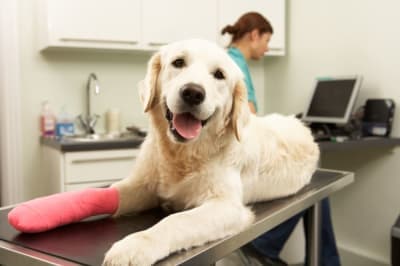 Signs of Pain & Discomfort in Dogs Signs of Pain & Discomfort in Dogs
