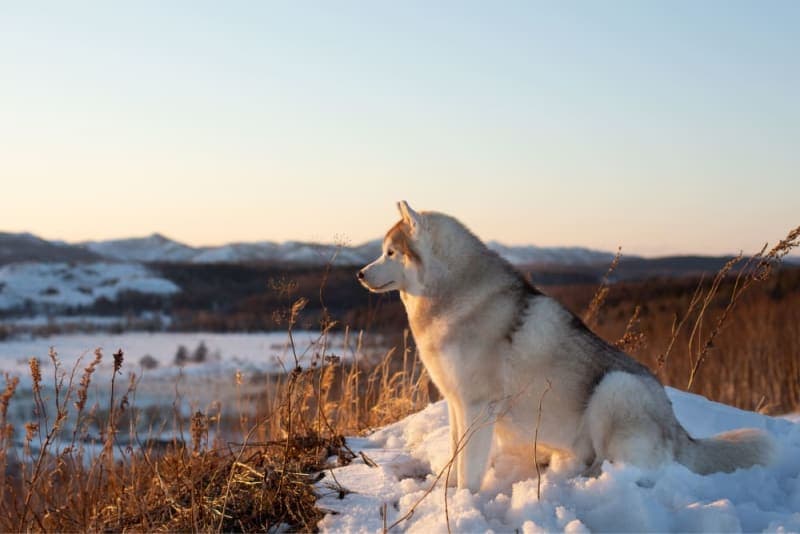 Hookworm in Dogs: Signs, Treatment & Prevention Hookworm in Dogs: Signs, Treatment & Prevention