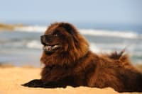 Reasons for Ear Bleeding in Dogs Reasons for Ear Bleeding in Dogs