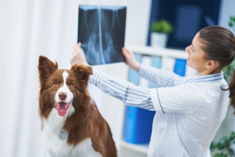 X-Ray for Dogs X-Ray for Dogs