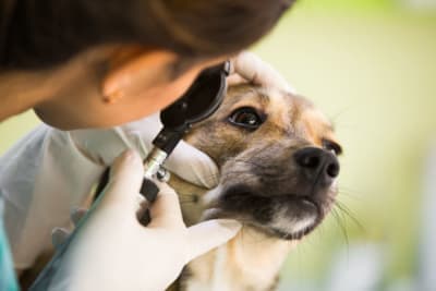 Cataract Surgery for Dogs Cataract Surgery for Dogs