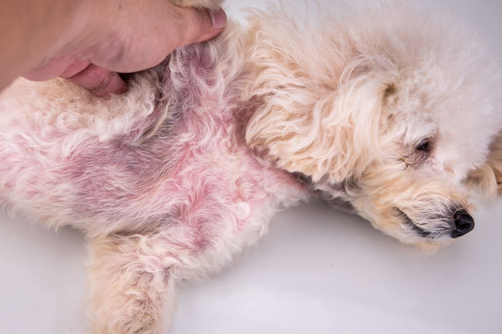 Fungal Skin Infections in Dogs Fungal Skin Infections in Dogs