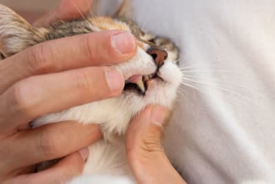 Common Cat Dental Problems Common Cat Dental Problems
