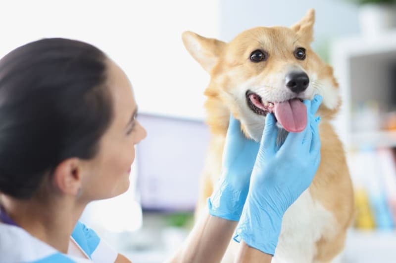 How often should I take my dog to the vet? How often should I take my dog to the vet?