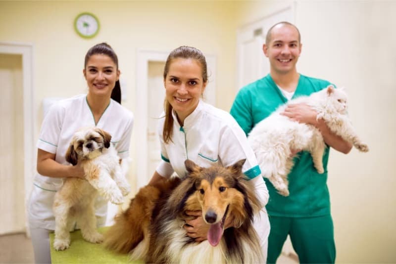 Pet Wellness Plans vs Pet Insurance Pet Wellness Plans vs Pet Insurance