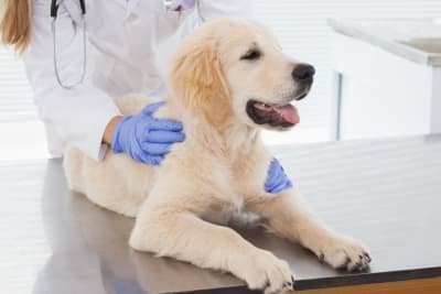 Importance of Parasite Control in Dogs Importance of Parasite Control in Dogs