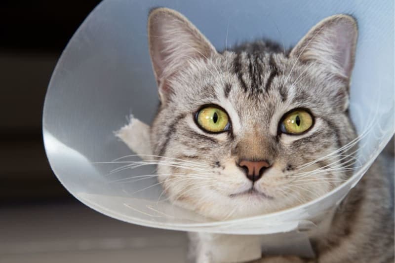 Male Cat Before & After Neutering: Behavior & Recovery Male Cat Before & After Neutering: Behavior & Recovery