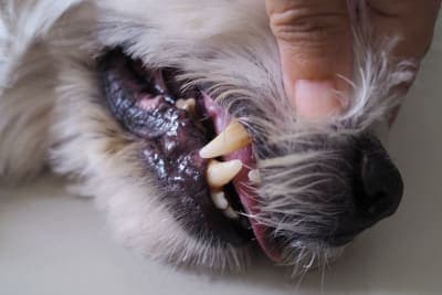 Dog Tooth Extraction: What to Expect Dog Tooth Extraction: What to Expect