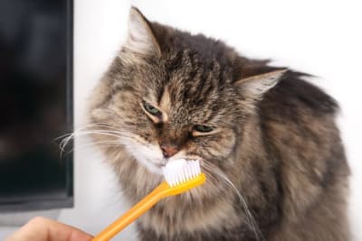 How to Clean Your Cat's Teeth How to Clean Your Cat's Teeth