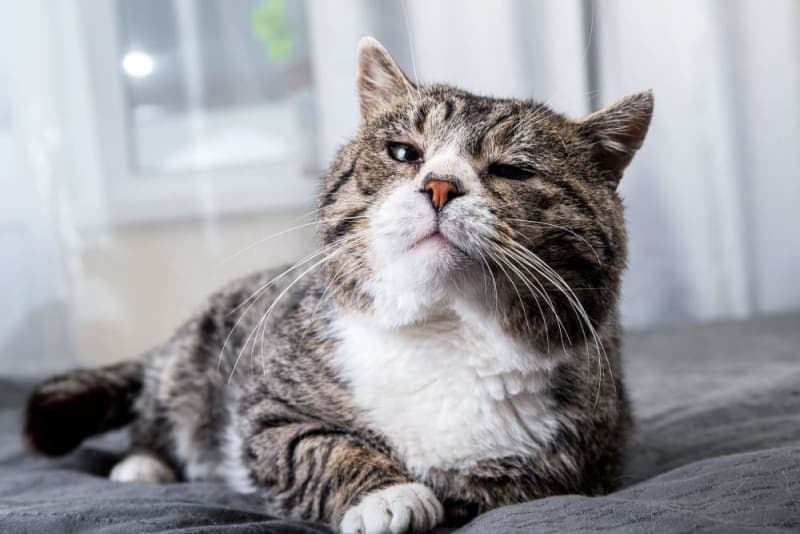 Heart Disease in Cats Heart Disease in Cats