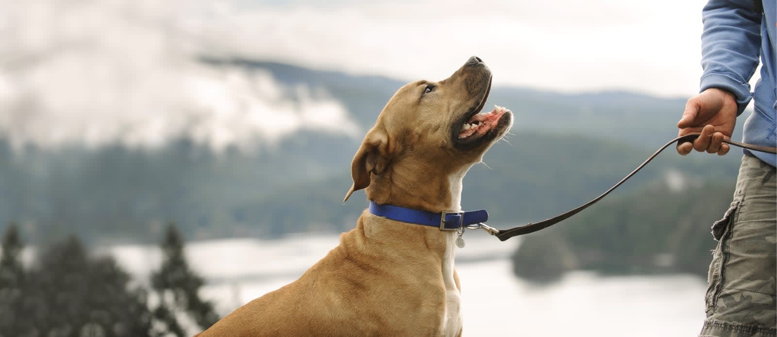 Mill Plain Veterinary Clinic Hero Image Mill Plain Veterinary Clinic Hero Image