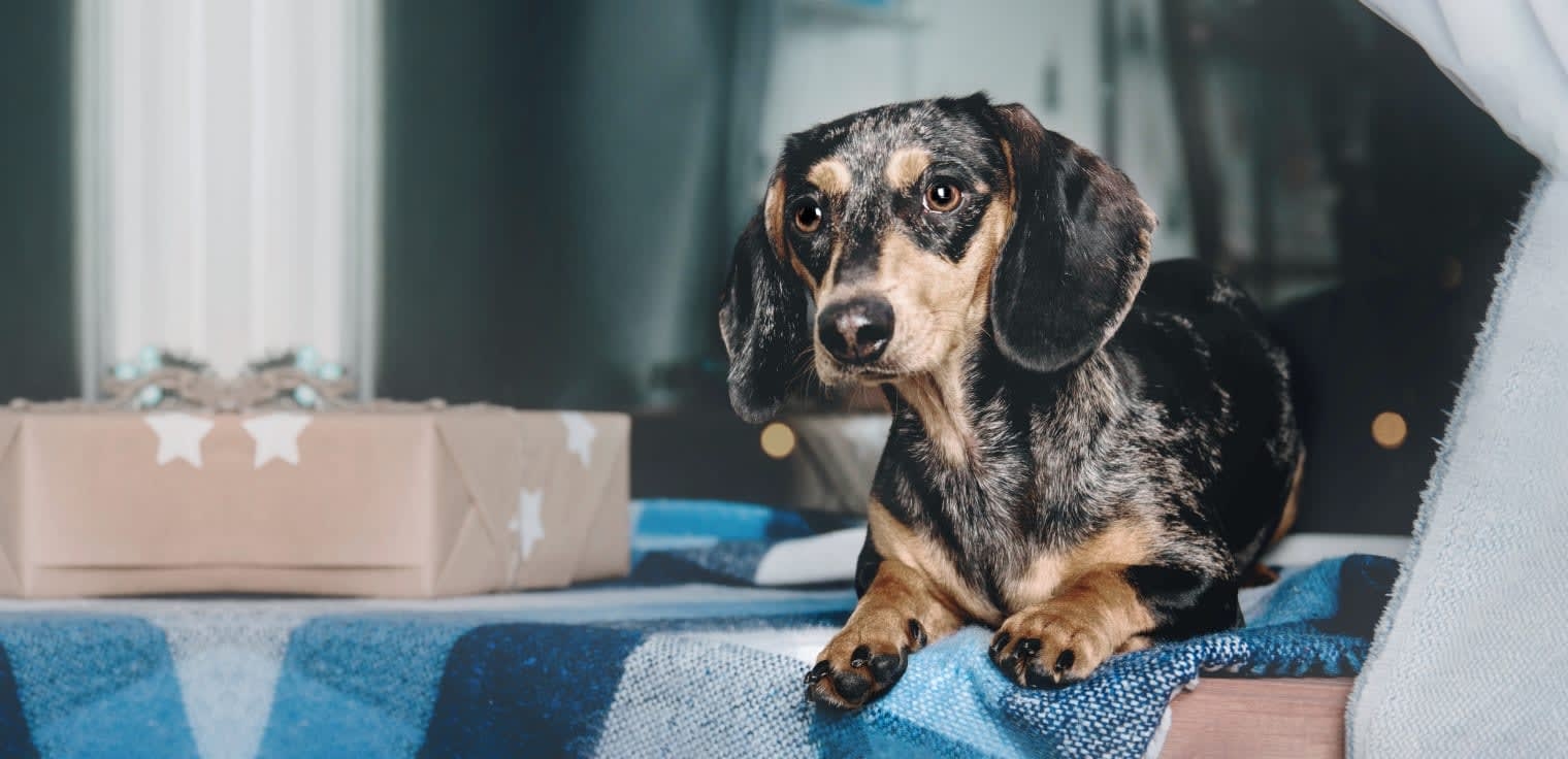 Belle Forest Animal Hospital Hero Image Belle Forest Animal Hospital Hero Image