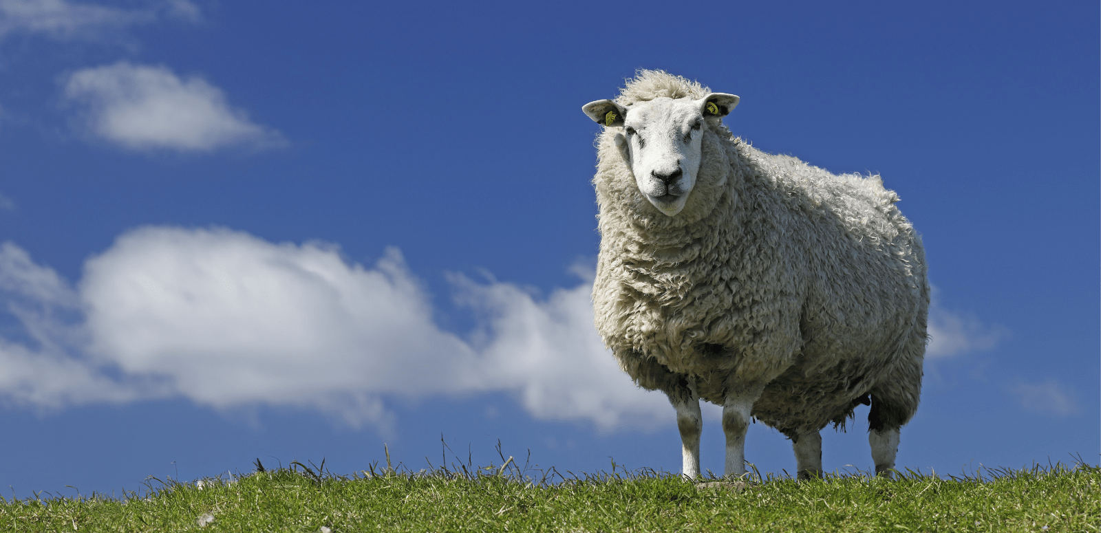 Legacy Animal Medical Center Hero Image Legacy Animal Medical Center Hero Image