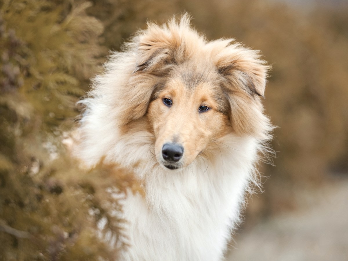 Sears Veterinary Hospital Hero Image Sears Veterinary Hospital Hero Image