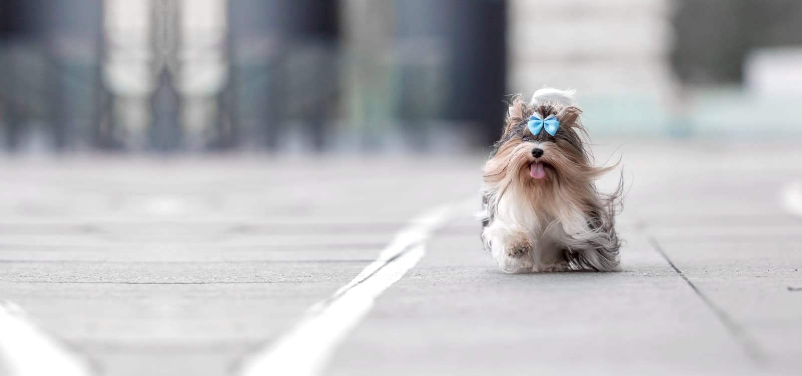 Newtown Veterinary Specialists Hero Image Newtown Veterinary Specialists Hero Image