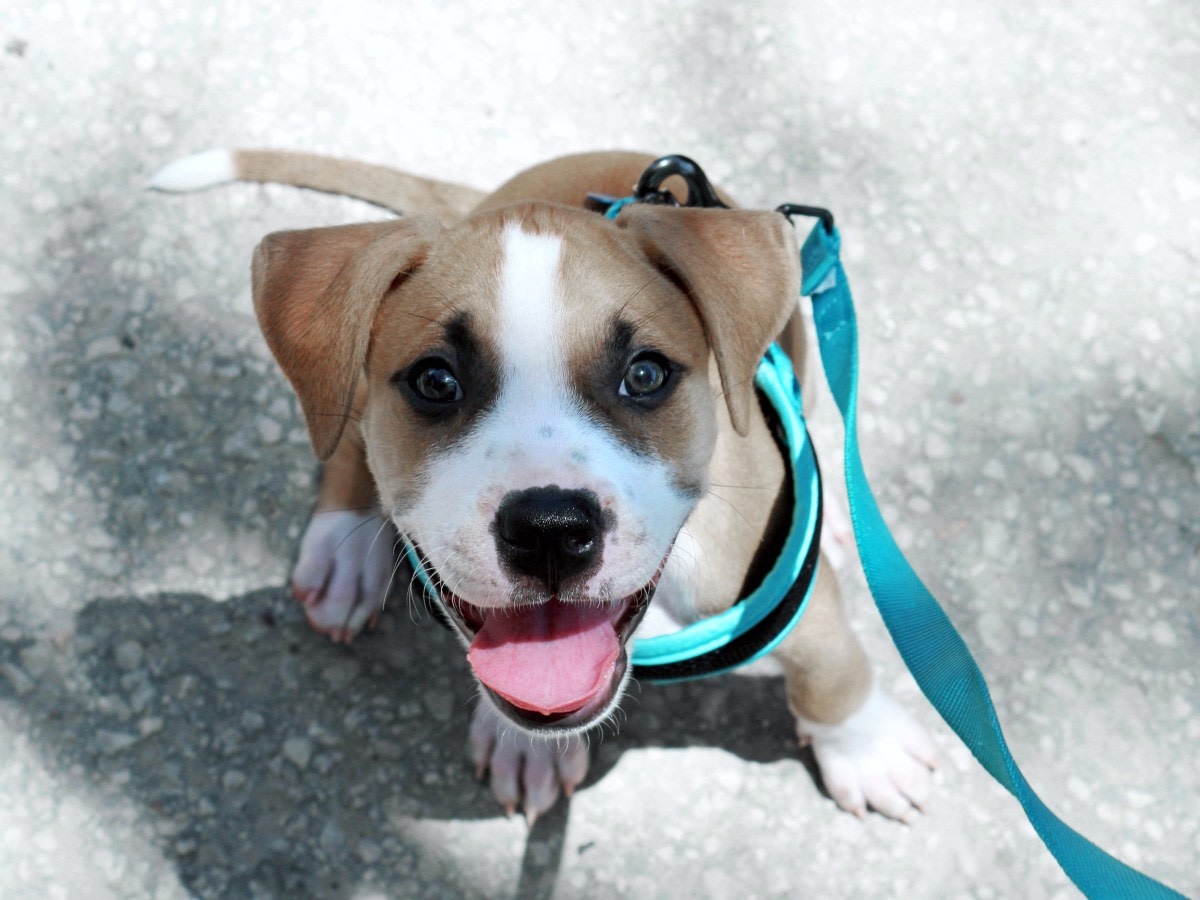 Cerbat Cliffs Animal Hospital Hero Image Cerbat Cliffs Animal Hospital Hero Image