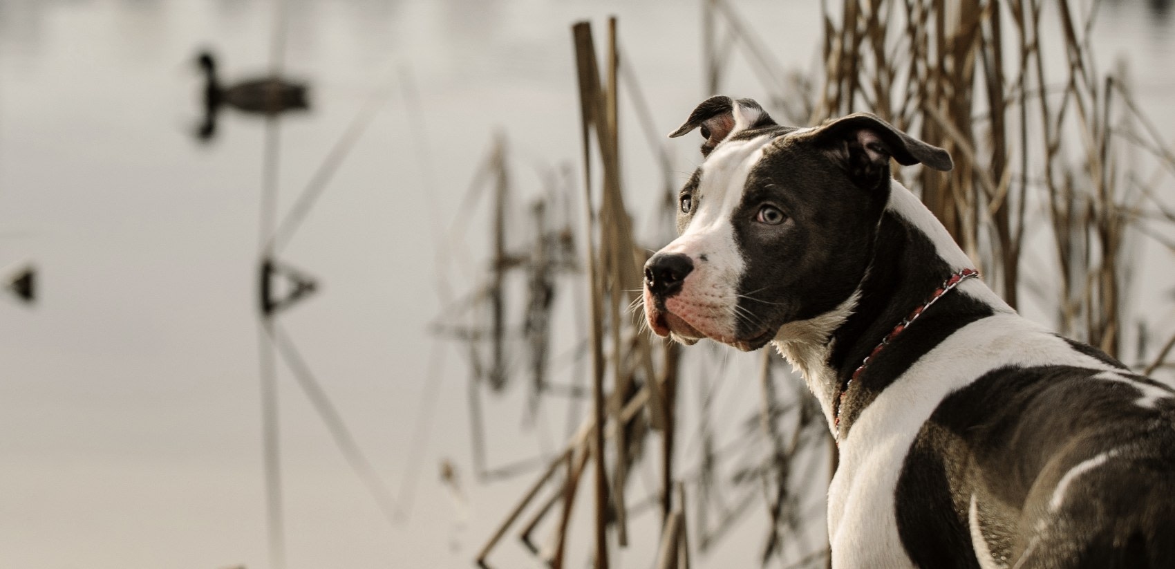 South Novato Animal Hospital Hero Image South Novato Animal Hospital Hero Image